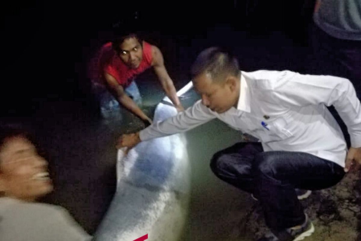 Setelah mati, lumba-lumba putih di Sungai Kualuh dibawa ke Medan