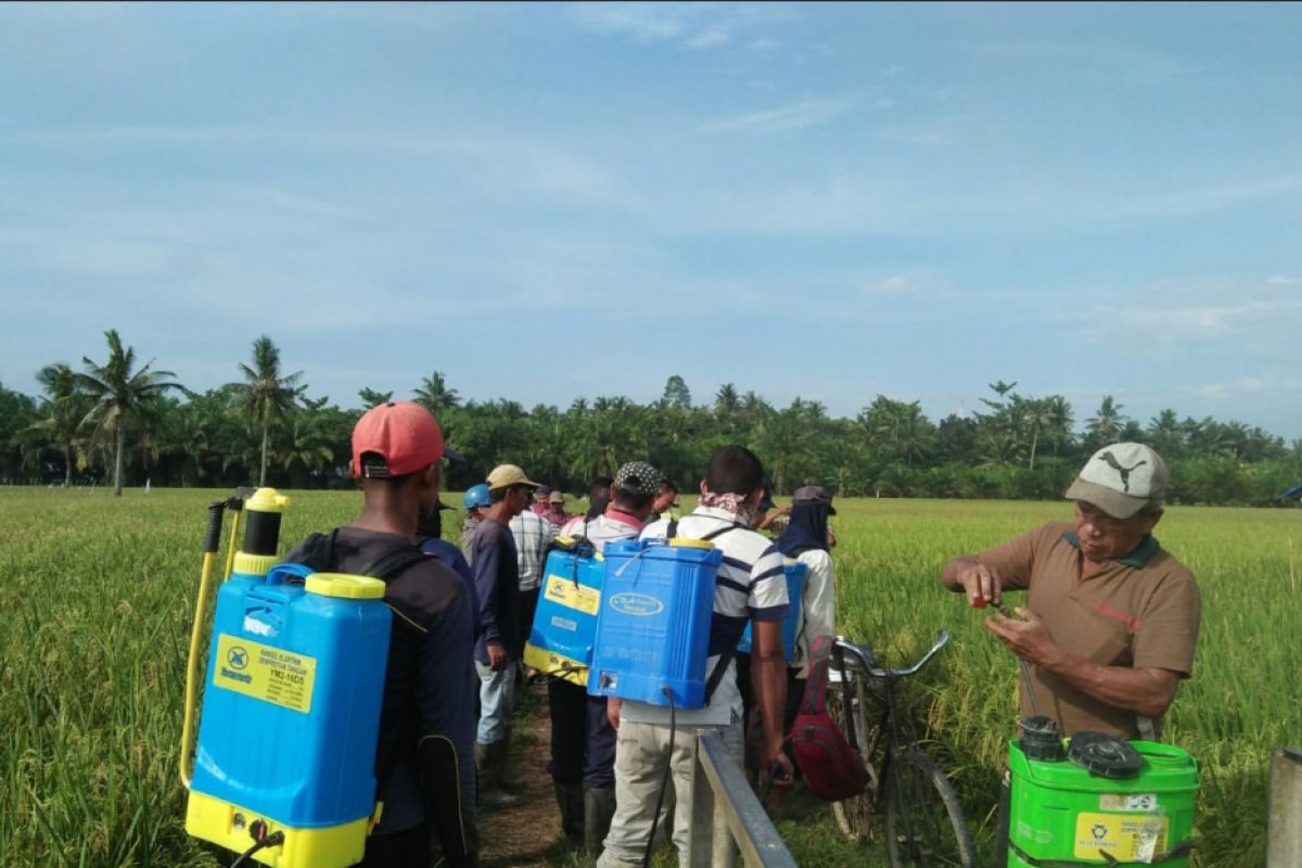 Tanaman padi di Langkat diserang hama wereng