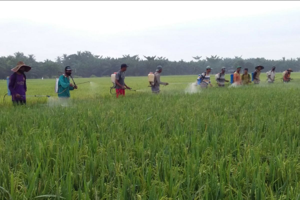 220 hektare padi di Langkat diserang hama wereng coklat