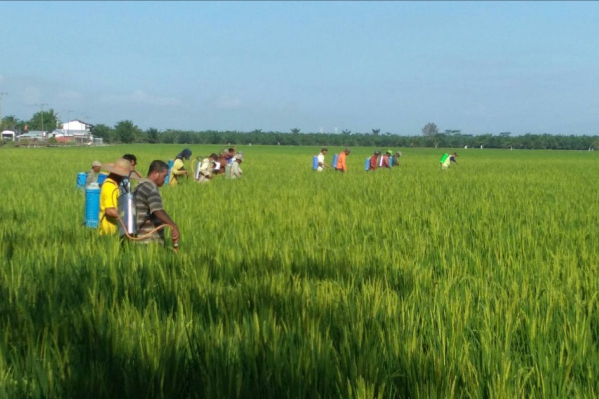 Ratusan hektare padi di Teluk Meku Langkat diserang hama