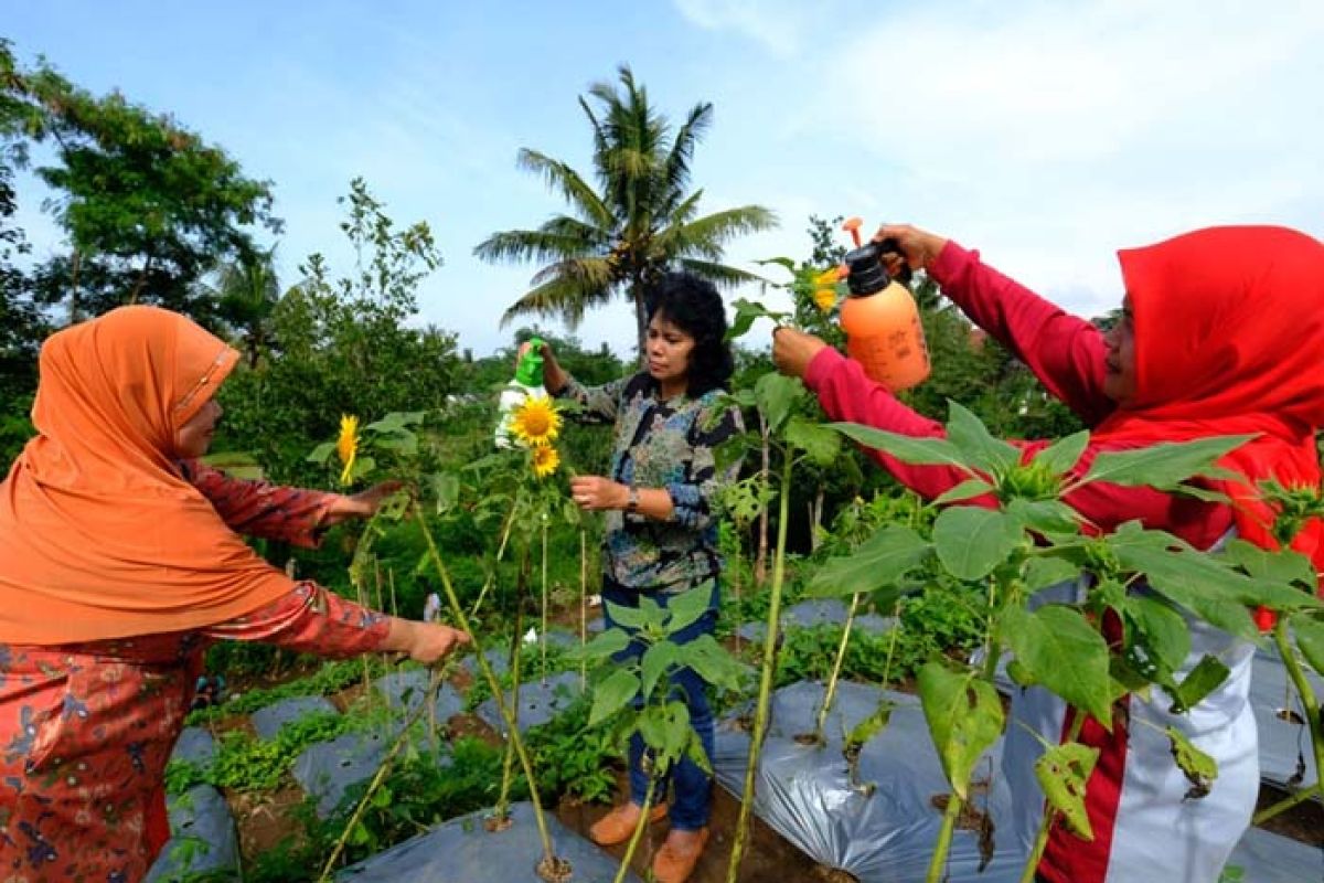 Warga Kota Magelang rintis wisata edukasi pertanian