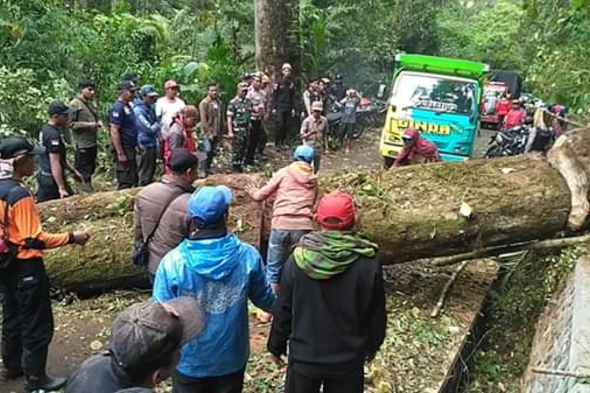 Pohon Tumbang Lumpuhkan Jalur Alternatif Lumajang-Malang Lewat Ranupani