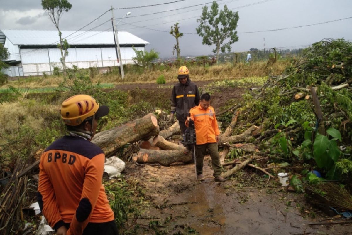 BPBD Kota Batu Imbau Masyarakat Waspadai Ancaman Pohon Tumbang