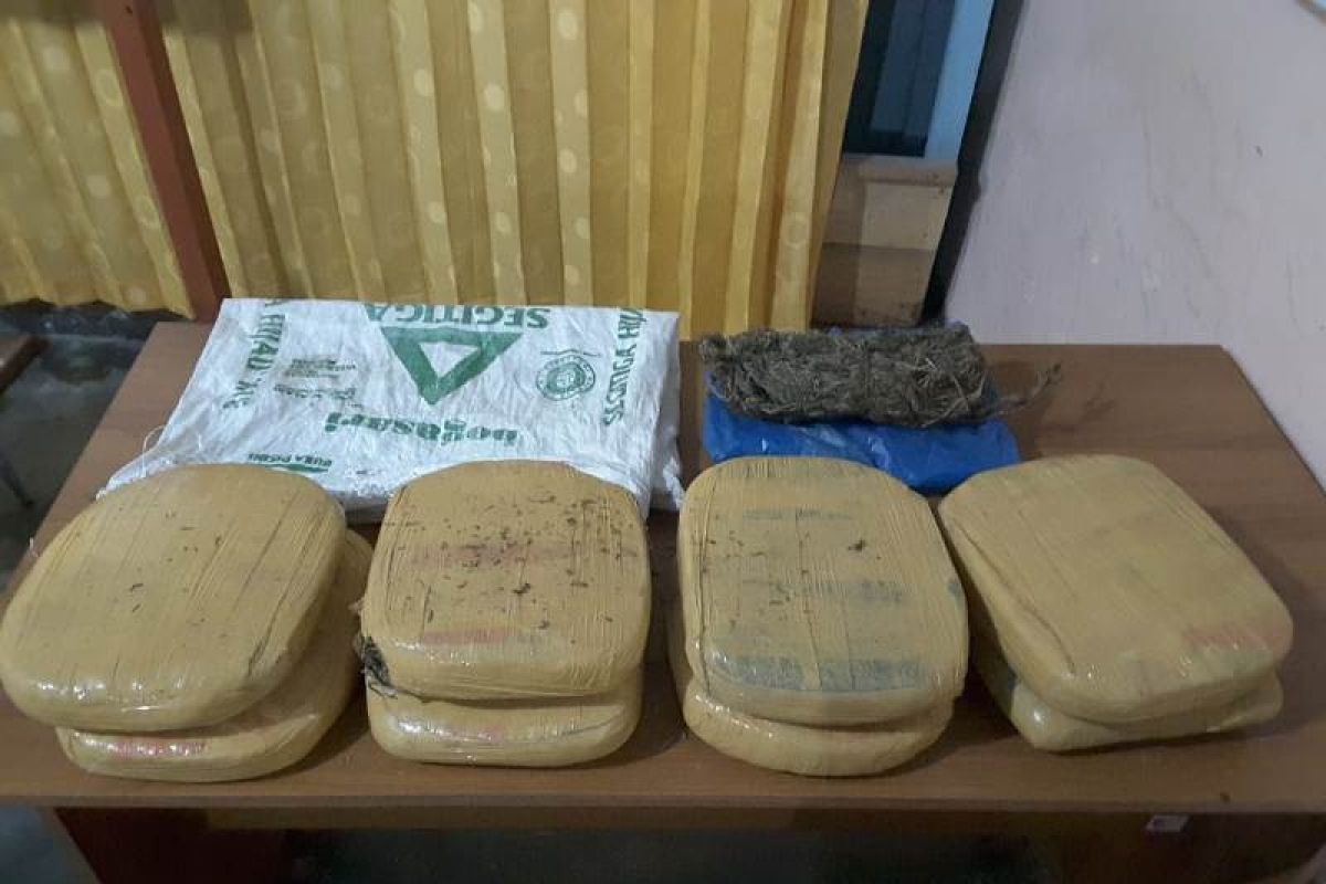 Polres Madina amankan delapan bal ganja kering di Desa Salambue