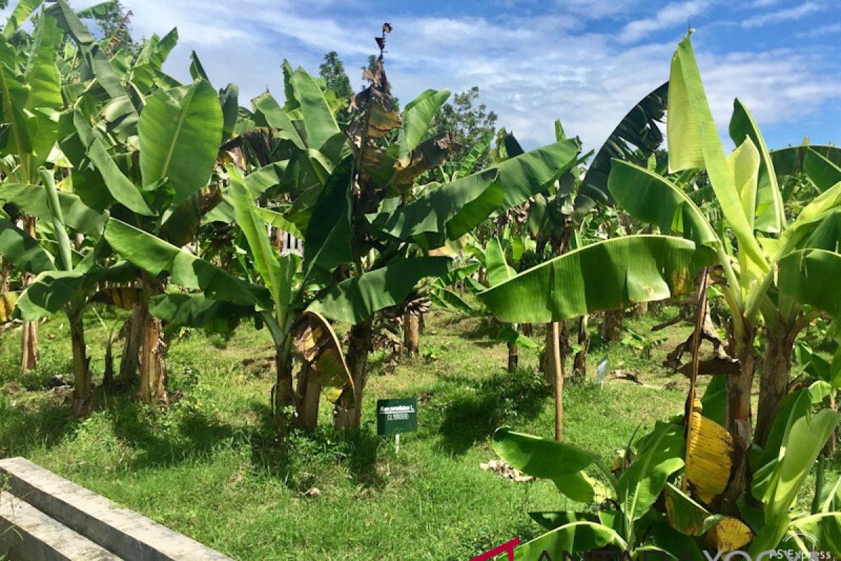 Plasma Pisang Yogyakarta tingkatkan target produksi kultur jaringan