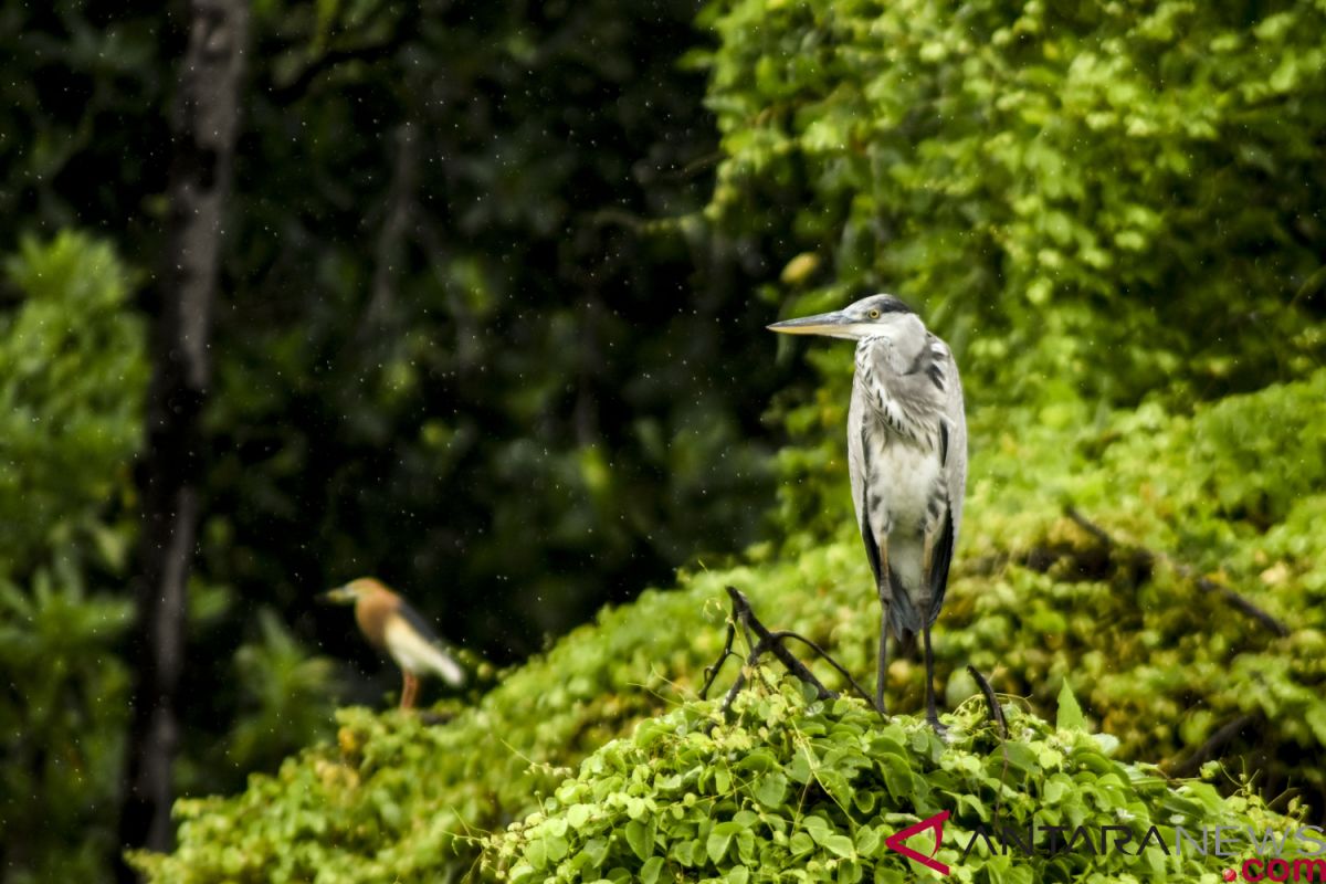 Palembang rancang peraturan pelestarian burung