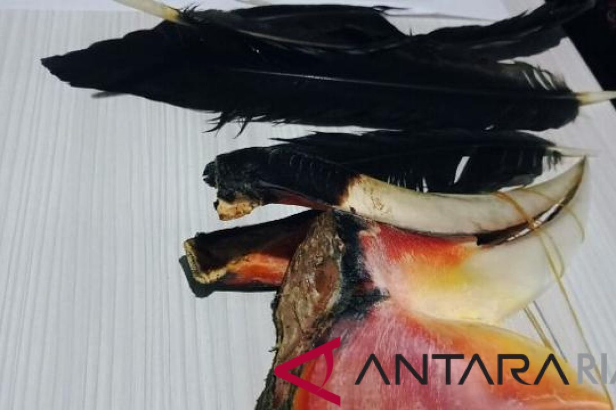 Pembantai burung Rangkong Badak akhirnya ditangkap