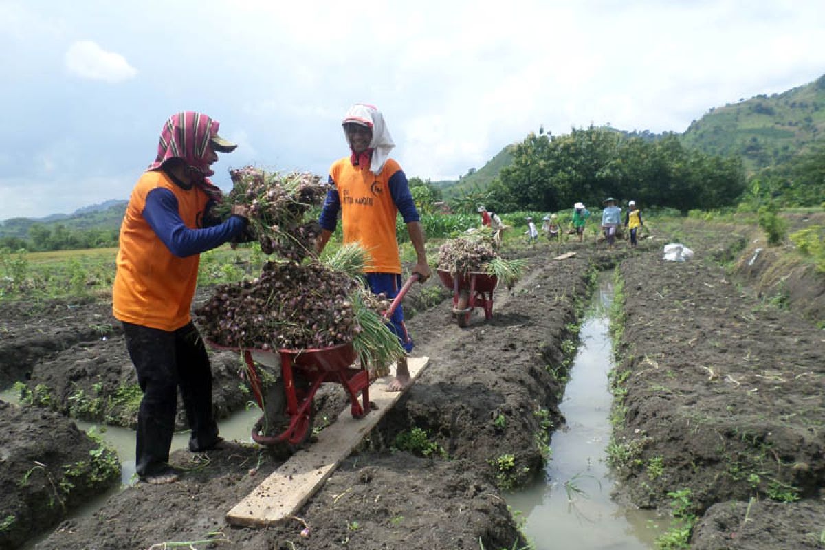 Minat Petani Bojonegoro Tanam Bawang Merah Meningkat