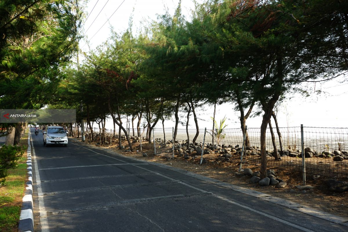 Pohon Cemara Udang Sebagai Solusi Pemecah Ombak di Surabaya