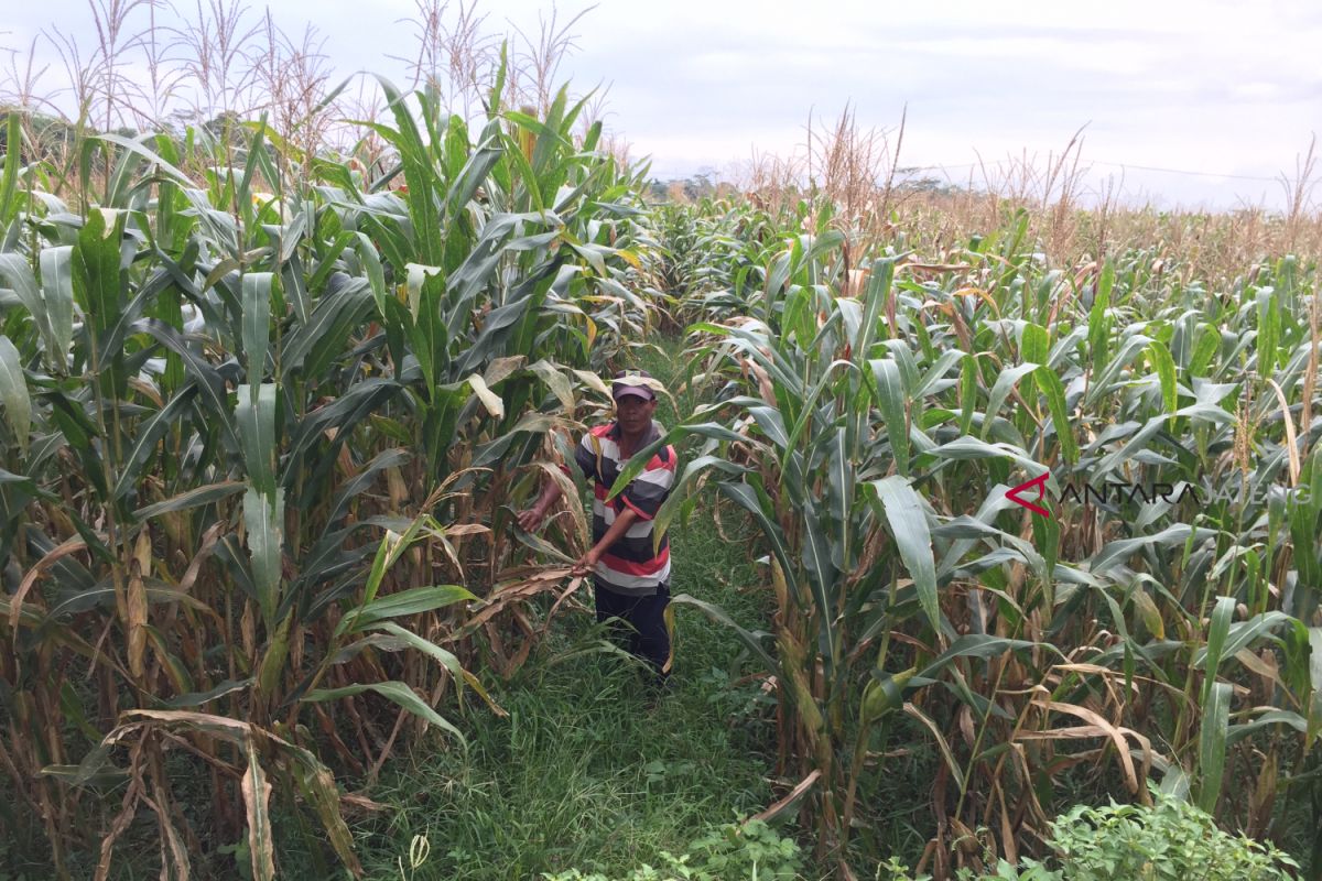 Ladang jagung di Banyumas terserang jamur