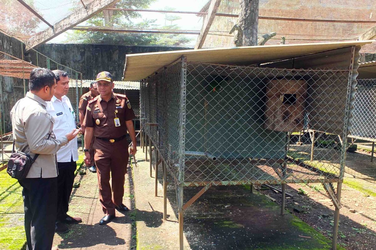 Kejari-BKSDA Jember Cek Kondisi Barang Bukti Ratusan Burung Dilindungi (Video)