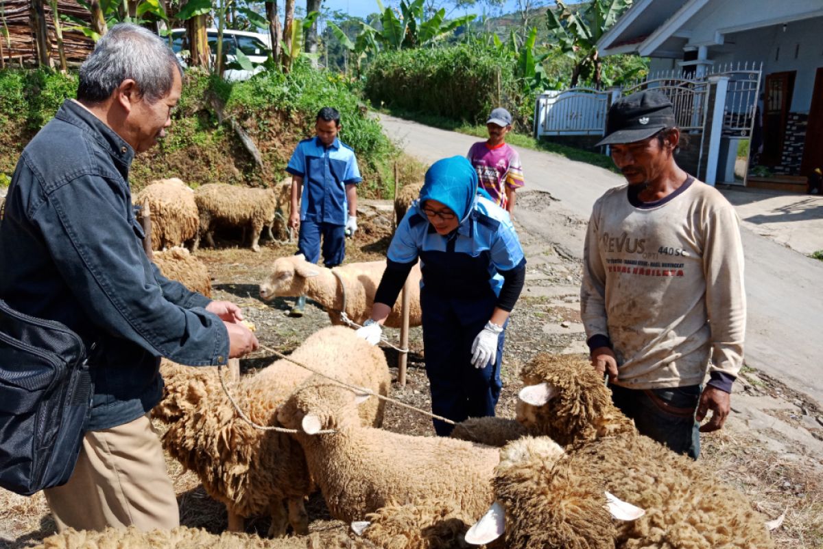 Banjarnegara targetkan populasi domba Batur capai 8.750 ekor