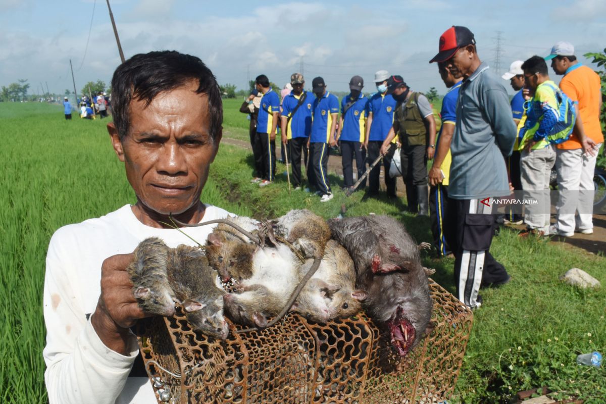 Hama Tikus Serang Puluhan Hektare Lahan Padi di Kabupaten Madiun