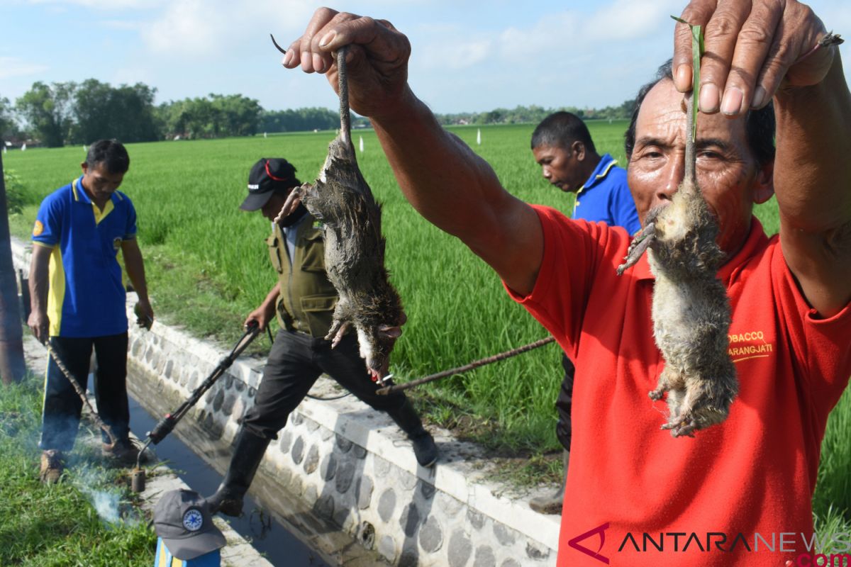 Puluhan hektare lahan padi di Madiun-Jatim diserang hama tikus