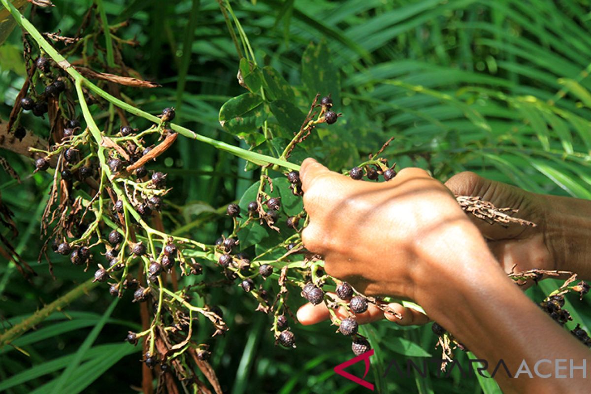 Harga Jernang di Aceh Barat anjlok jadi Rp100 ribu/Kg