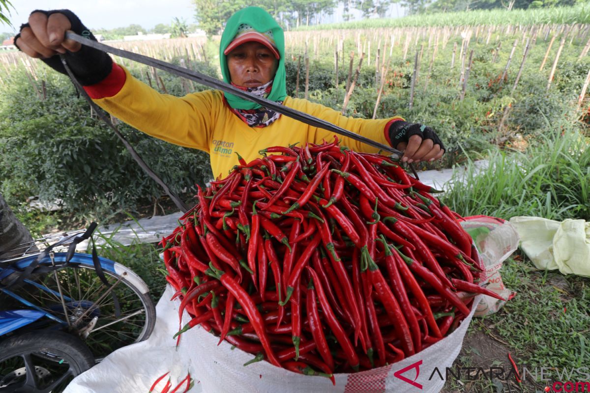 Petani di Bantaeng untung dari program pengembangan cabai