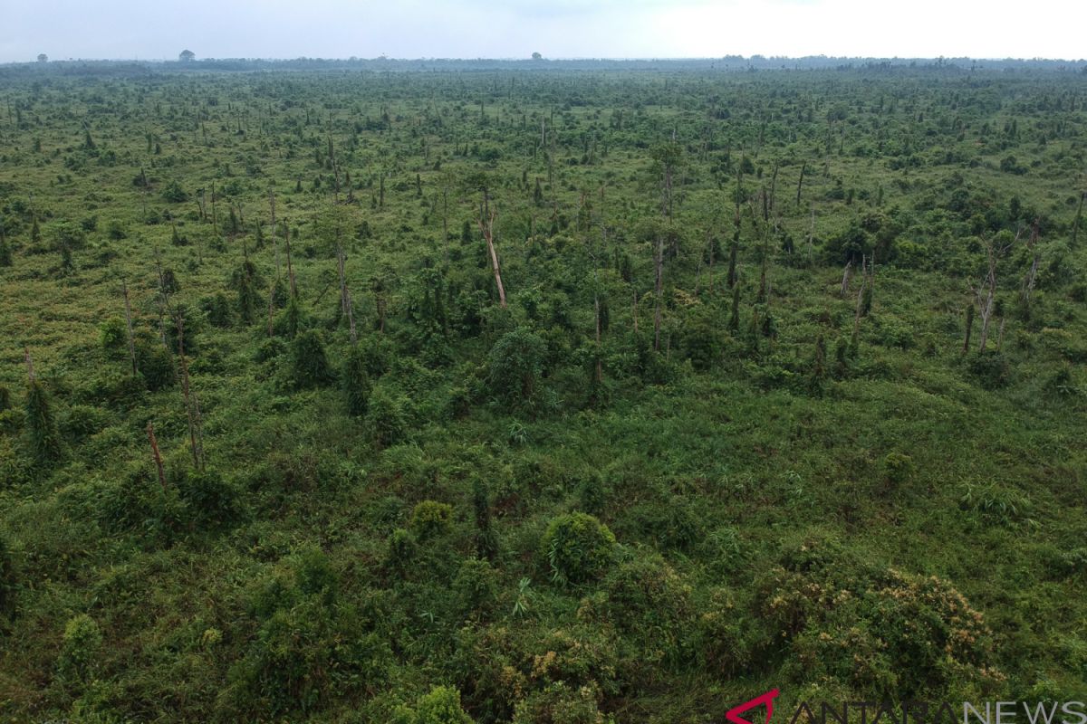 Koalisi Golongan Hutan tantang capres-cawapres lanjutkan moratorium