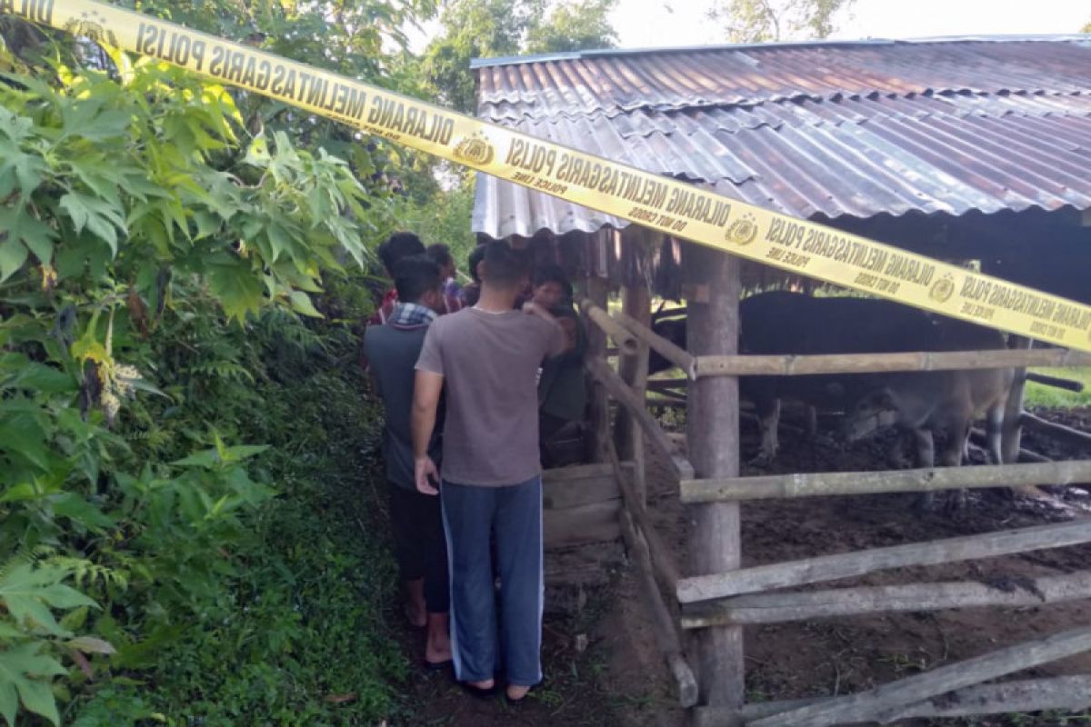 Seorang warga Agam ditemukan meninggal di kandang kerbau