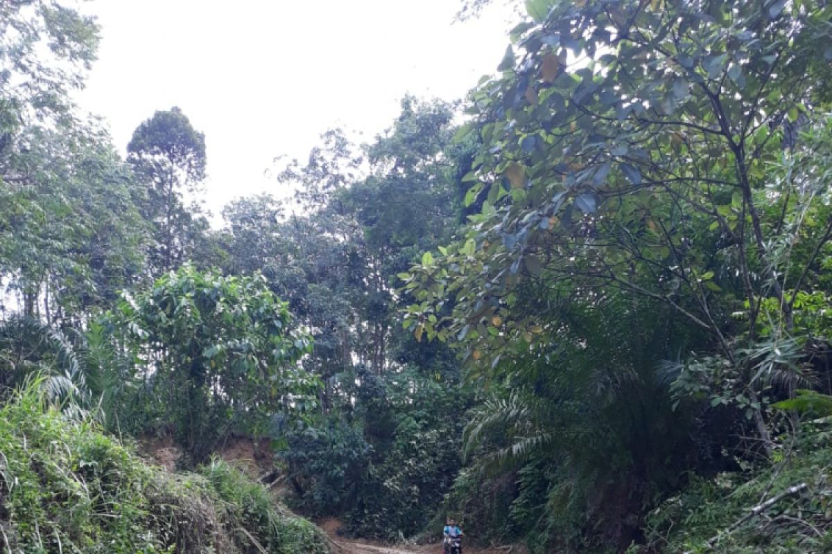 Puluhan titik longsor di Langkat sudah kembali normal