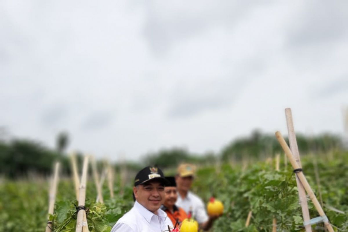 Varietas premium kunci keberhasilan petani Teluk Naga