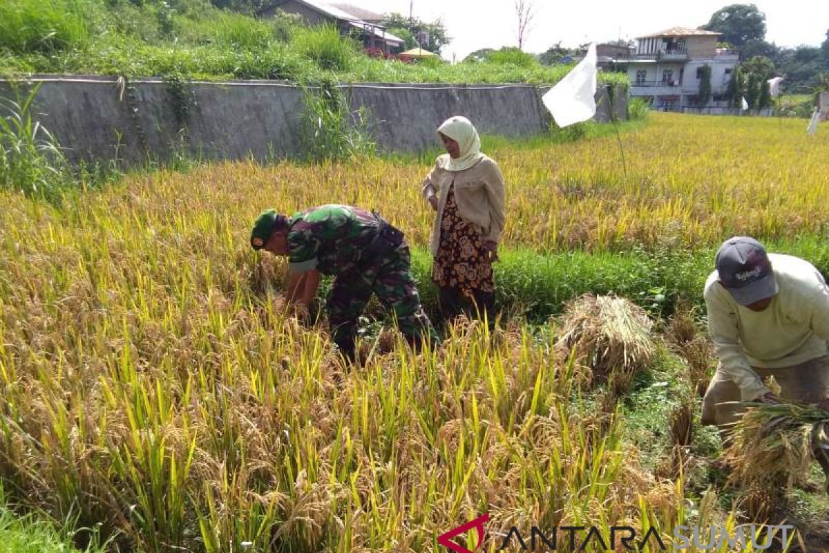 Penen padi bersama Babinsa Koramil 03/Sipirok