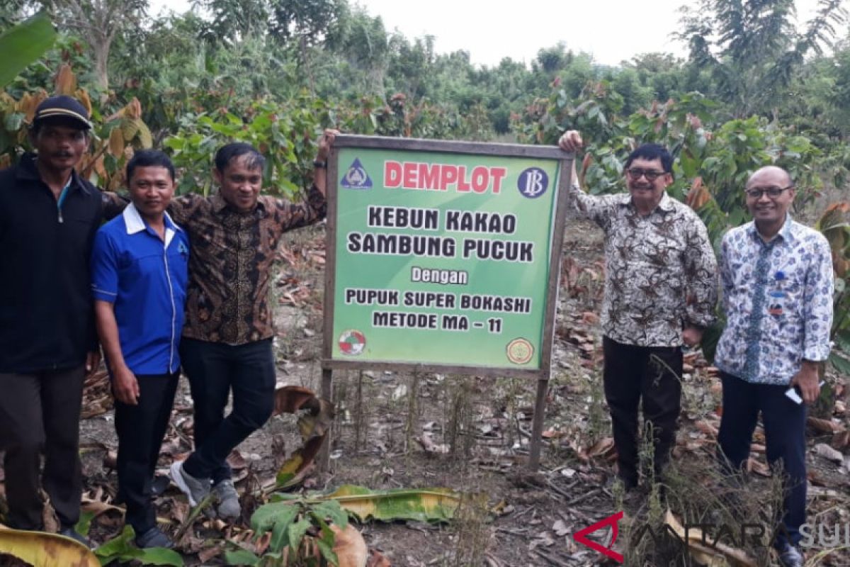 BI dorong peningkatan produksi kakao di Kolaka Timur