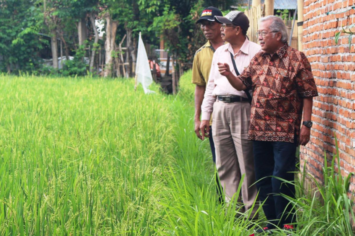 Legislator ingatkan pemerintah segera bentuk Badan Pangan Nasional