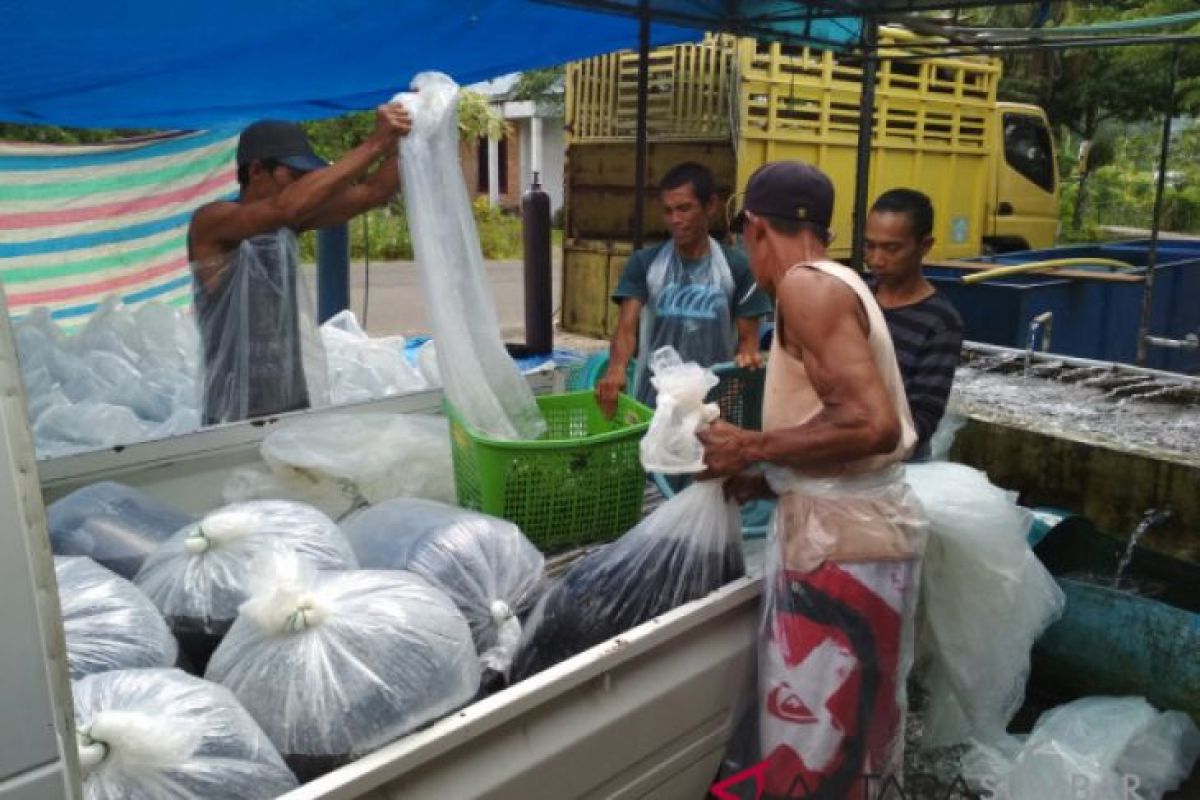 Produksi ikan air tawar Agam turun 3.679 ton