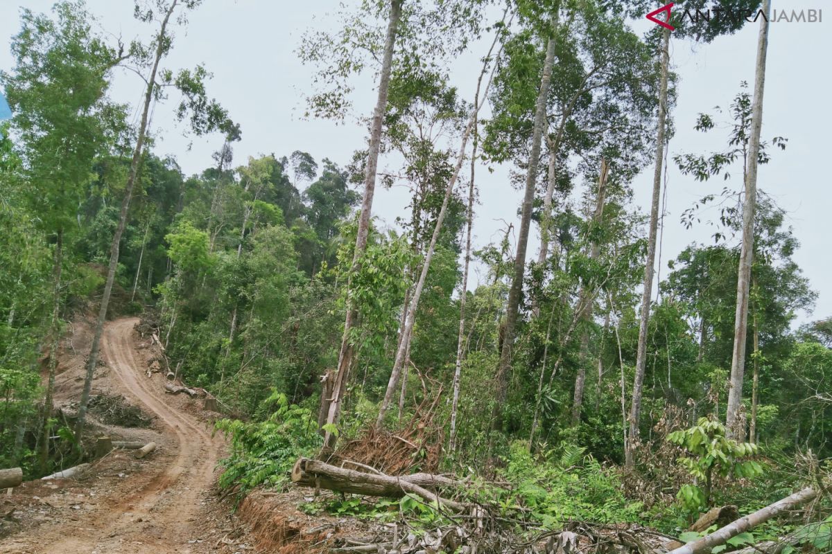 Ketika pembalakan liar masih leluasa di Tebo