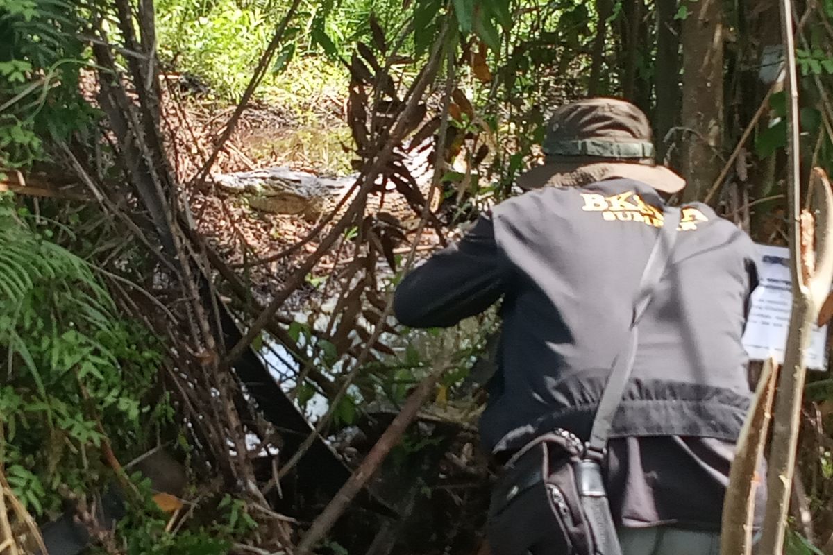 BKSDA Agam akan pantau telur buaya sampai menetas (Video)