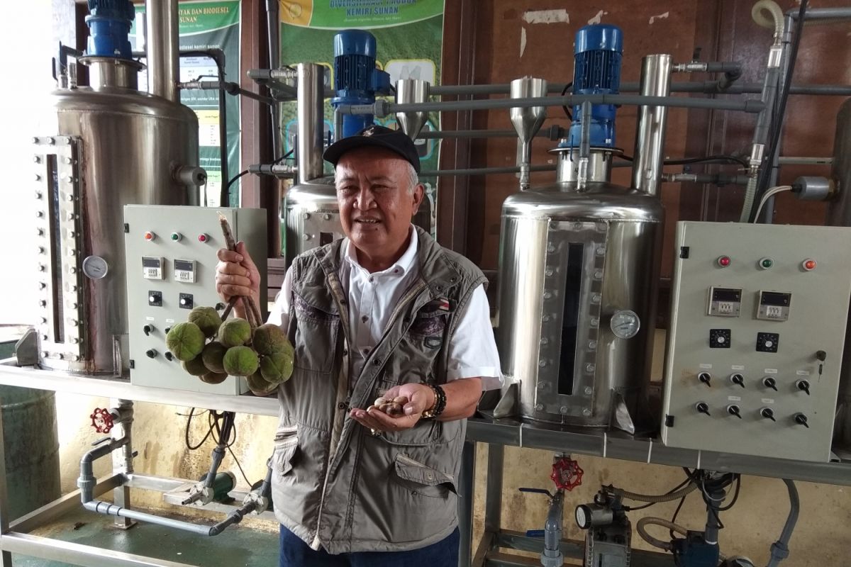 Balittri kembangkan buah kemiri sunan jadi biodiesel