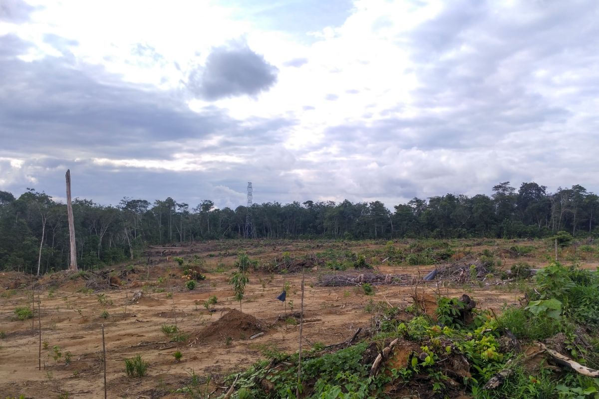 Pemerintah remajakan ratusan hektar kebun karet tua masyarakat