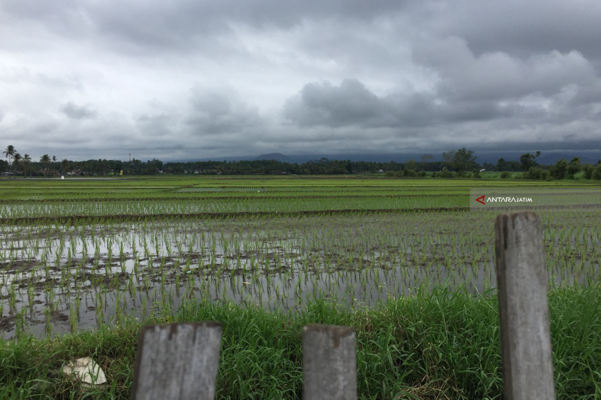 Kabupaten Malang Targetkan Produksi Pertanian Surplus
