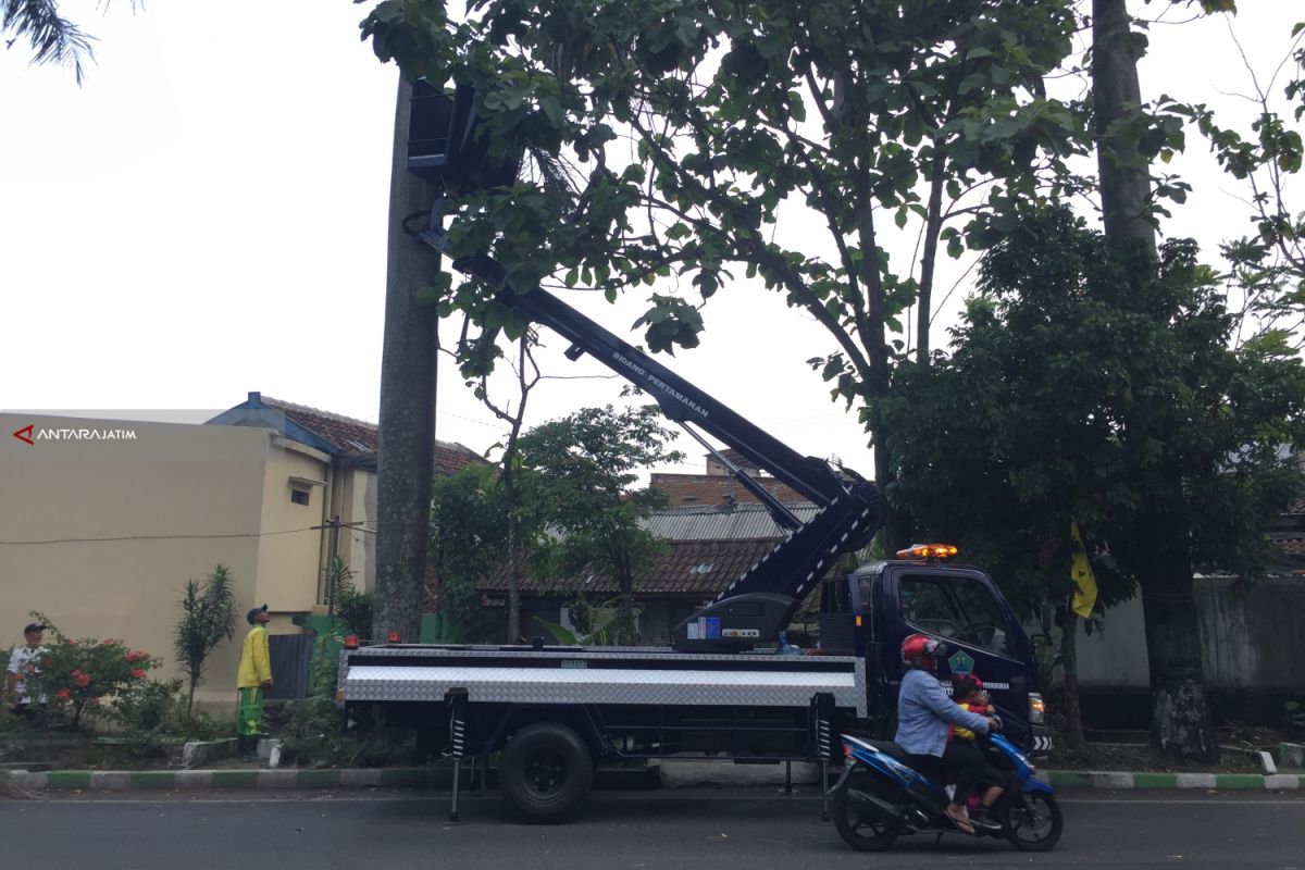 Disperkim Kota Malang Antisipasi Pohon Tumbang saat Musim Hujan