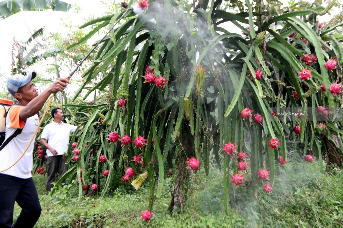 PLN dorong peningkatan penghasilan petani buah naga Banyuwangi