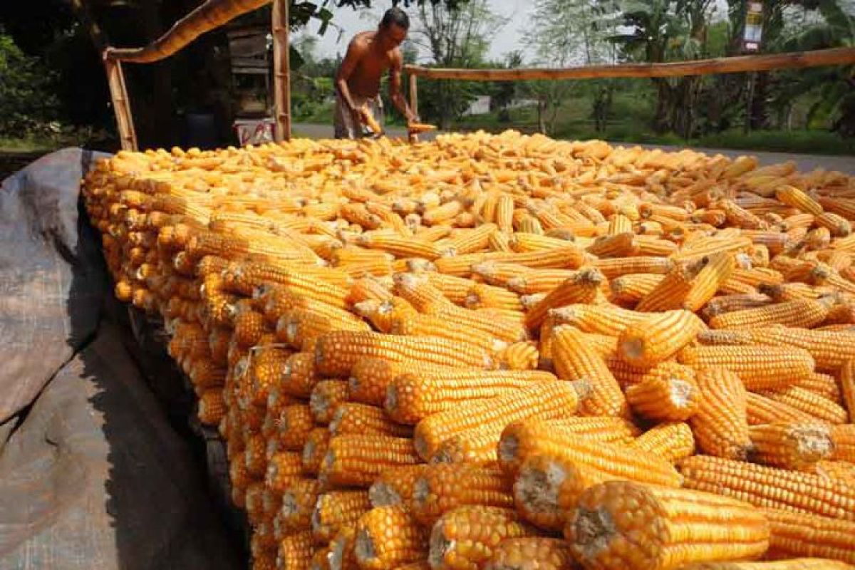 Perhutani Bojonegoro Gandeng LMDH Tanam Jagung