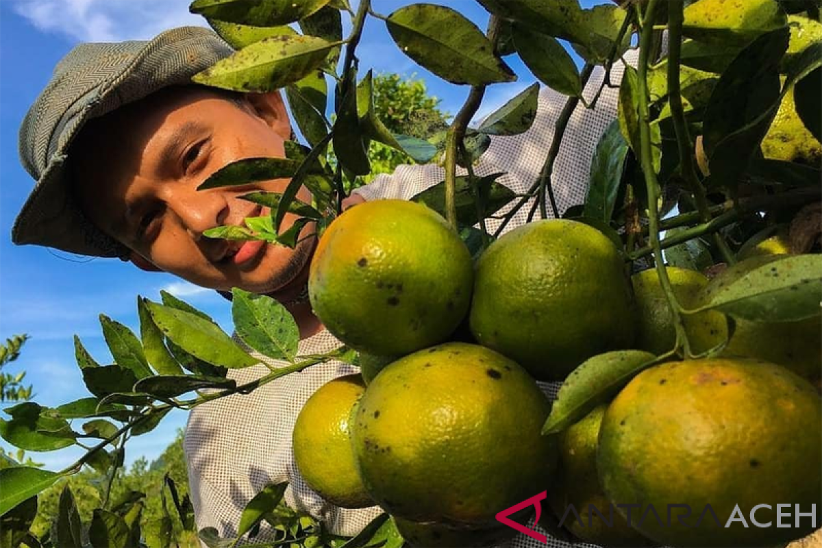 Hilang bertahun-taun, jeruk patek kembali produksi