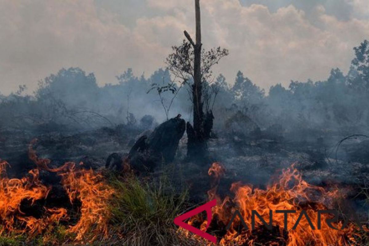 BPBD Catat 66,5 Hektare Lahan Riau Terbakar Dalam Sepekan