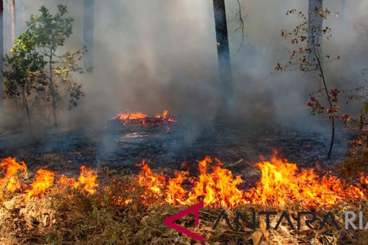 Karhutla di Dumai Sulit Dipadamkan, MPA Keluhkan Kurang Peralatan