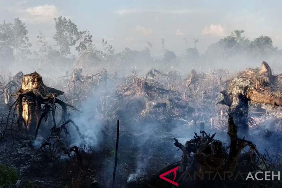 Lima hektare lahan gambut di Aceh Barat terbakar