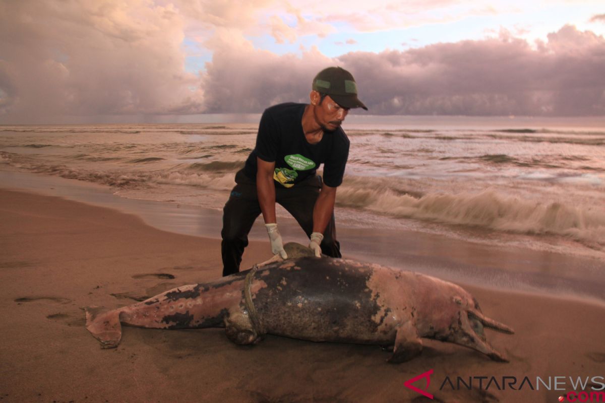 Lumba-lumba ditemukan mati di Pantai Aceh Jaya