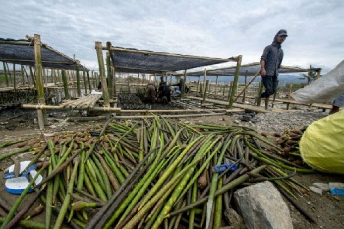 BPBD dorong pengembangan hutan bakau di Teluk Palu