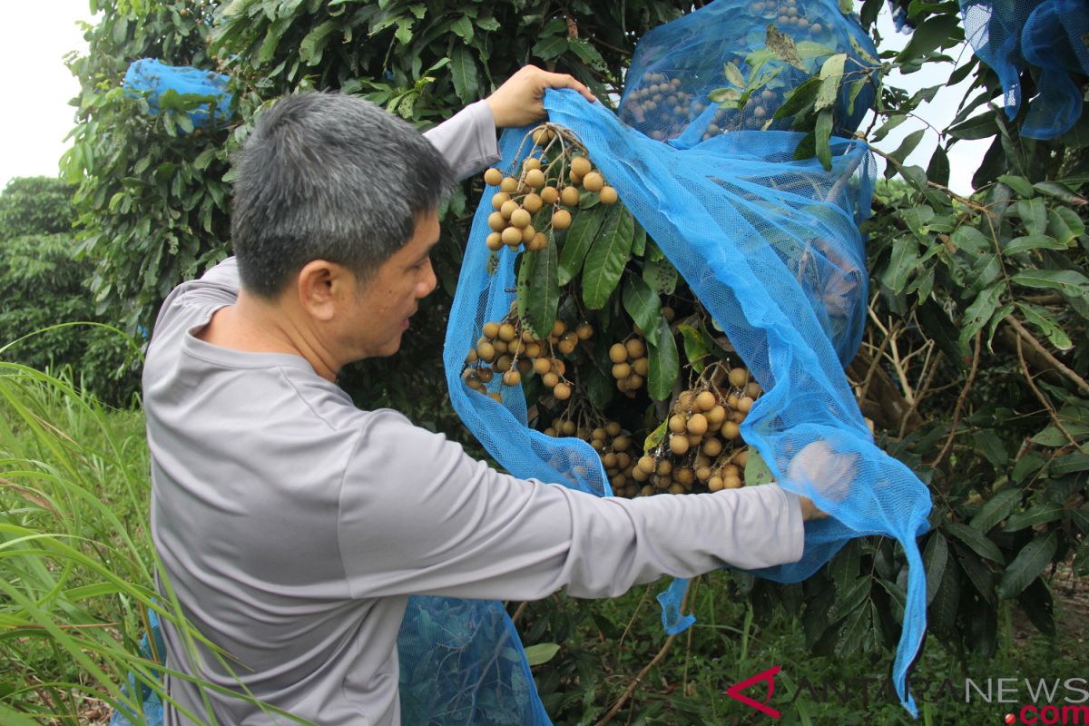 Nilai tukar petani turun, Pendapatan petani Riau makin defisit