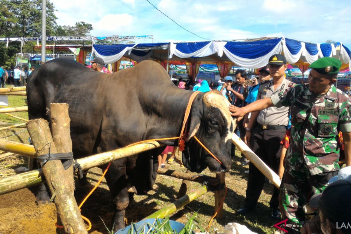 Lampung galakkan program "indukan sapi wajib bunting"