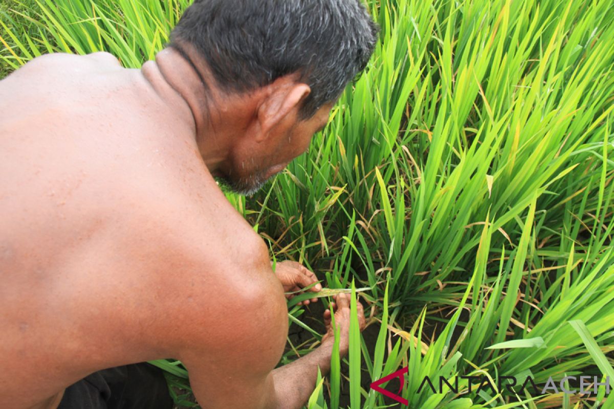 Puluhan hektare tanaman padi di Aceh Barat diserang hama ulat