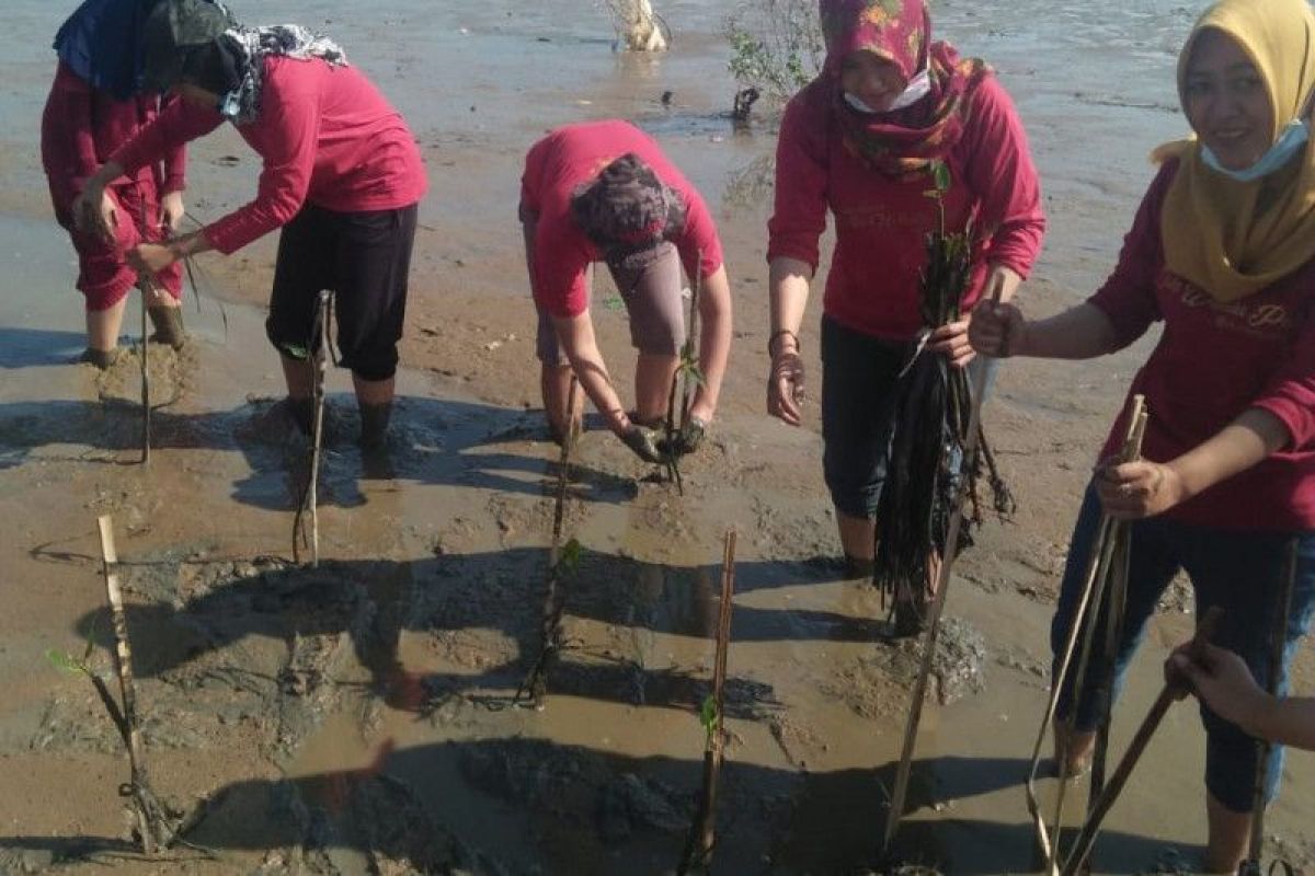 Cegah abrasi pantai di Pati, duta wisata ikut tanam mangrove