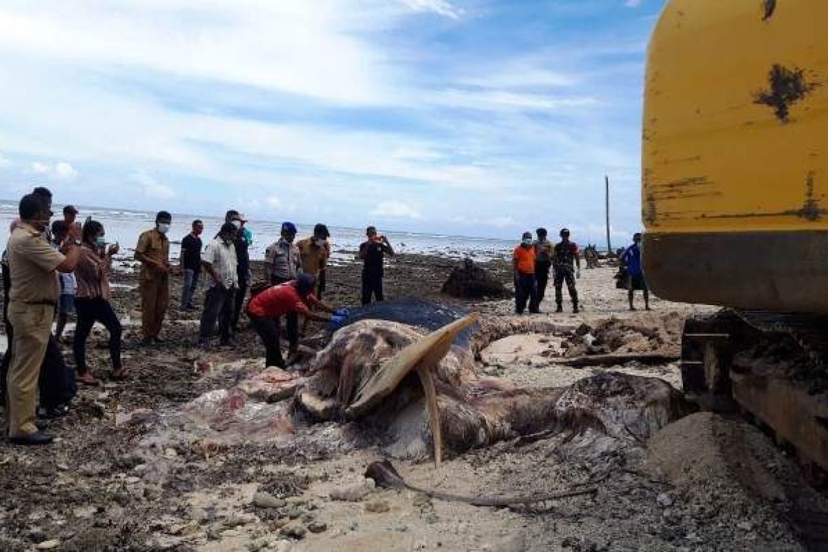 BKSDA kuburkan bangkai paus biru mati terdampar di pulau buru