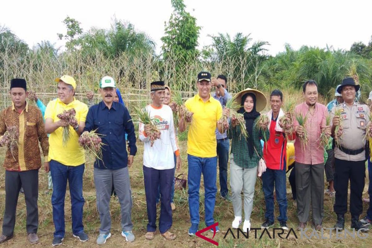 Pemkab Lamandau dorong petani tingkatkan produksi bawang merah