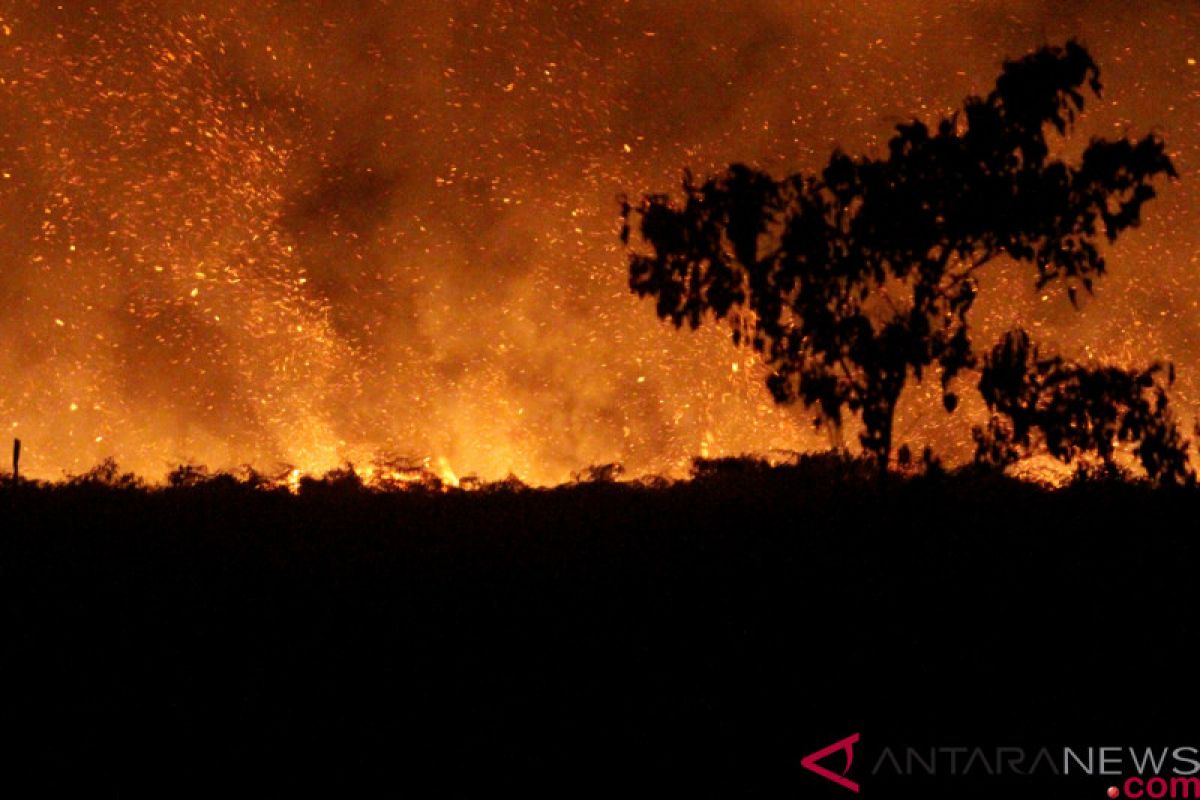 Kebakaran lahan gambut di Aceh Barat meluas