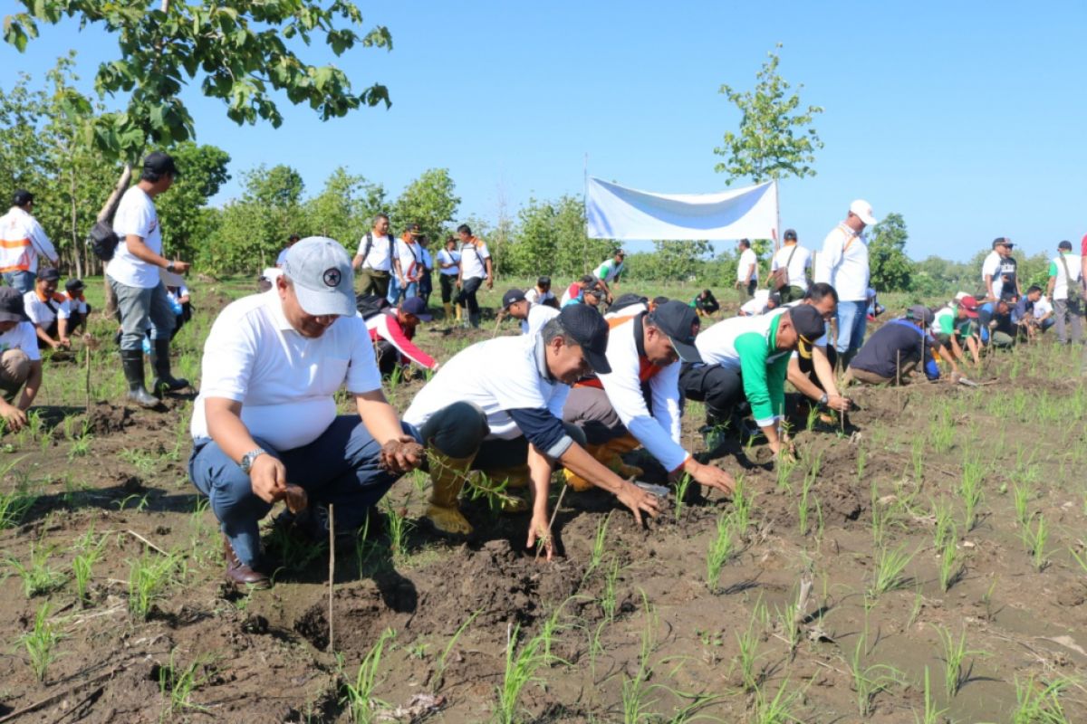 Perhutani Gandeng LMDH Bojonegoro Tanam Pohon Kayu Putih